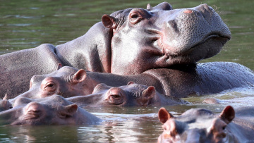 Ευθανασία δεκάδων «ιπποπόταμων της κοκαΐνης» στην Κολομβία που συνδέονται με τον Πάμπλο Εσκομπάρ