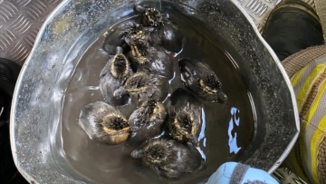 Μια ξεχωριστή επιχείρηση διάσωσης στην Αγγλία: Παπάκια έπεσαν σε φρεάτιο,  δείτε βίντεο από τη στιγμή που επανενώνονται με τη μητέρα τους