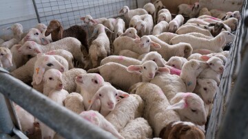 Συνελήφθη άνδρας στην Αρχαία Ολυμπία που μετέφερε 16 αμνοερίφια χωρίς άδεια
