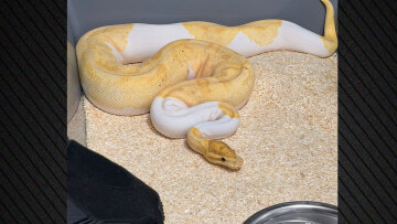 Απίστευτη υπόθεση στην Πολωνία, βρέθηκαν 148 βασιλικοί πύθωνες σε διαμέρισμα 
