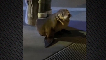 Θαλάσσιο λιοντάρι εντοπίστηκε να περιφέρεται σε δρόμο του Σαν Φρανσίσκο, δείτε βίντεο