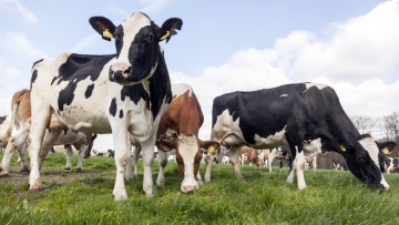 Σε αδιέξοδο τα τυροκομεία στη Λέσβο: Έκκληση για άμεση μεταφορά γαλακτοκομικών και αποζημιώσεις