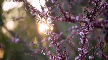 Ανοιξιάτικο σκηνικό με θερμοκρασία μέχρι 23 βαθμούς - Η πρόγνωση μέχρι την Πέμπτη