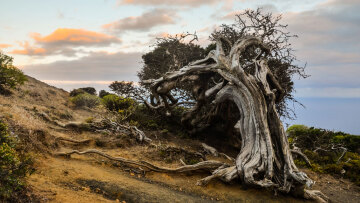 Η ιστορία ενός δέντρου 5.000 ετών που κόπηκε και άλλαξε για πάντα την επιστήμη