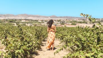 Τα κρασιά της Λήμνου, από τον Όμηρο μέχρι σήμερα
