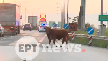 Αναστάτωση από αγελάδα που έτρεχε στην Εθνική Οδό στο ύψος της Σίδνου, δείτε βίντεο
