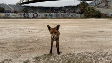 Αλεπού βγήκε... βόλτα στο Παλαιό Φάληρο, ανέβηκε και σε παρμπρίζ αυτοκινήτου, δείτε βίντεο
