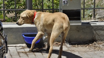 Μήνυση κατά παντός υπευθύνου από τον δήμο Πολυγύρου για τη μαζική δηλητηρίαση 21 σκύλων