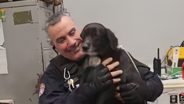 Αδέσποτο σκυλάκι εντοπίστηκε να περιφέρεται μόνο του στο Μενίδι και φιλοξενείται προσωρινά στο ΑΤ, δείτε βίντεο