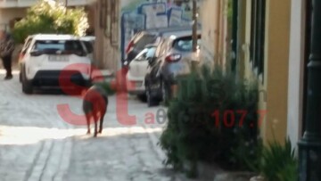 Αγριογούρουνο έκοβε βόλτες στην Άνω Πόλη στη Θεσσαλονίκη, δείτε βίντεο
