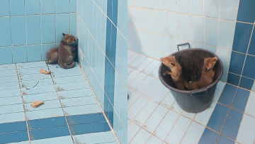 Αλεπουδάκια εγκλωβίστηκαν σε άδεια πισίνα σπιτιού στο Πανόραμα Θεσσαλονίκης, δείτε βίντεο από τη διάσωσή τους