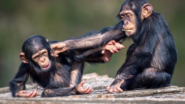 «Εμφύλιος πόλεμος» μεταξύ χιμπατζήδων στην Ουγκάντα: Θανατηφόρες συγκρούσεις μετά από δεκαετίες αρμονικής συμβίωσης