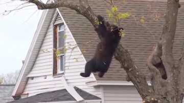 Aρκουδάκι ανέβηκε σε δέντρο στη Νέα Υόρκη και... δεν έλεγε να κατέβει, δείτε βίντεο