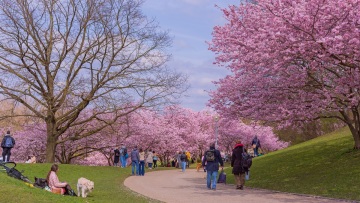 Η κλιματική αλλαγή παρατείνει την εποχή της γύρης στην Ευρώπη και επιβαρύνει εκατομμύρια πολίτες, δείχνει νέα μελέτη