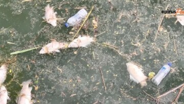 Νεκρά ψάρια στο εργοτάξιο Ιωαννίνων καταγγέλλουν εργαζόμενοι - «Δεν είναι δική μας αρμοδιότητα», απαντά ο δήμος
