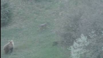 Η κάμερα «έπιασε» μία καταδίωξη αγρίων, αρκούδα τσαμπουκαλεύτηκε σε λύκο για να προστατεύσει το μικρό της στη Βάλια Κάλντα, δείτε βίντεο