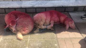 Κτηνωδία: Έδεσαν αρνάκια και τα έβαψαν κόκκινα έξω από εκκλησία στη Θεσσαλονίκη, δείτε βίντεο και φωτογραφία