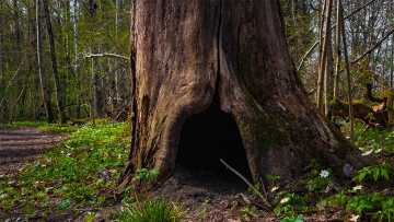 Βρήκε μεταλλικό σωλήνα κολλημένο σε δέντρο και αποδείχθηκε πως είναι ένα ιστορικό τεχνούργημα αξίας 75.000 ευρώ