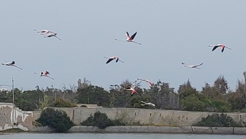 Εντυπωσιακό βίντεο: Πολύχρωμα φλαμίνγκο πέταξαν και χρωμάτισαν τον ουρανό της Πάρου