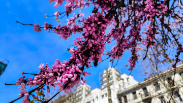 Ανοιξιάτικος ο καιρός σήμερα με θερμοκρασίες έως 26 βαθμούς, πότε χαλάει
