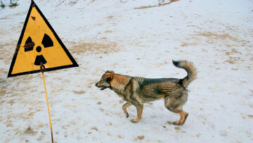 Οι επιστήμονες αναλύουν το μεγαλύτερο παράδοξο στο Τσερνόμπιλ: «Είναι πολύ καλύτερα από ό,τι πριν»