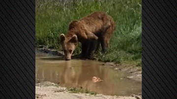 Αρκουδάκι εμφανίστηκε στη μέση του δρόμου στην Εορδαία, δείτε βίντεο