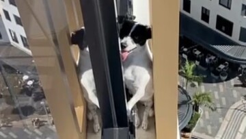 Δραματική διάσωση σκυλίτσας από τον 13ο όροφο πολυκατοικίας στο Σίδνεϊ: Είχε εγκλωβιστεί για μέρες σε εξωτερική προεξοχή