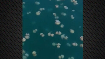 Τεράστια σμήνη από μέδουσες έως 20 μέτρα βάθος στον Κόλπο της Τεργέστης, δείτε βίντεο από drone