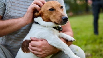 Προσπάθησε να πουλήσει σκύλο σε περαστικό στη Θεσσαλονίκη για 50 ευρώ και θα πληρώσει 4.000 ευρώ πρόστιμο