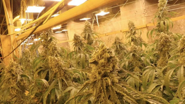 Η βουλγαρική αστυνομία ανακάλυψε παράνομη μονάδα παραγωγής κάνναβης μέσα σε πρώην ορυχείο