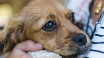 13.500 ευρώ σε ποινές και πρόστιμα θα πληρώσει ο 46χρονος που προσπάθησε να πουλήσει τον σκύλο του σε άγνωστη στη Θεσσαλονίκη