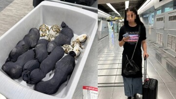 Συνελήφθη 19χρονη Ταϊβανέζα στο αεροδρόμιο της Μπανγκόκ, μετέφερε 30 σπάνιες χελώνες κρυμμένες στα ρούχα της

