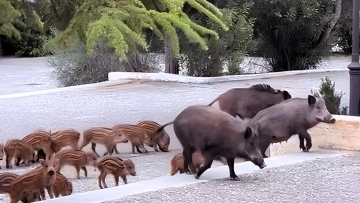 Οικογένεια από αγριογούρουνα πήγε... καλεσμένη σε γάμο στους Θρακομακεδόνες, δείτε βίντεο