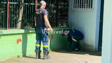 Αναστάτωση σε νηπιαγωγείο στις Συκιές Θεσσαλονίκης μετά την εμφάνιση φιδιών: «Φοβόμαστε να στείλουμε τα παιδιά μας σχολείο»
