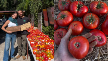 Αγρότης στην Ισπανία καλλιέργησε ντομάτες του 1916: Πώς κατάφερε να βρει τον σπόρο τους