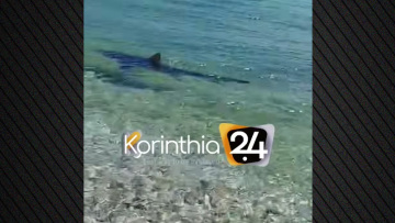 Καρχαρίας κόβει βόλτες στα Λουτρά της Ωραίας Ελένης, δείτε βίντεο 