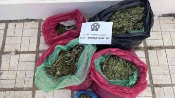 Συνελήφθη 29χρονος στην Κω που καλλιεργούσε 78 δενδρύλλια κάνναβης για λογαριασμό άλλου