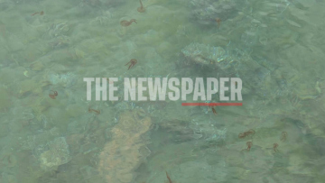 Χιλιάδες μέδουσες εισβάλλουν στον Παγασητικό, δείτε βίντεο
