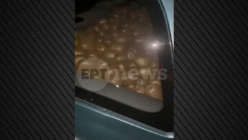 Αγρότες έπιασαν επ' αυτοφώρω κλέφτη που είχε γεμίσει το αυτοκίνητό του με... ακτινίδια, δείτε βίντεο