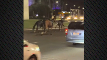 Άλογα εκτός ελέγχου καλπάζουν σε λεωφόρο της Ρώμης, πέντε τραυματίες, βίντεο
