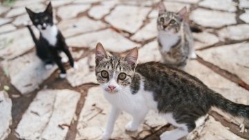 Θεσσαλονίκη: Πρόστιμο 17.600 ευρώ σε 49χρονη στη Θεσσαλονίκη που είχε γάτες δεμένες με σχοινί στο μπαλκόνι της