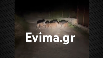 Αγριογούρουνα συνόδευαν ντελιβερά μέσα στη νύχτα στην Εύβοια, δείτε βίντεο 