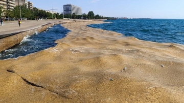 Το φυτοπλαγκτόν και τα ασφυκτικά φαινόμενα στο Θερμαϊκό: Χταποδάκια πεθαίνουν λόγω έλλειψης οξυγόνου
