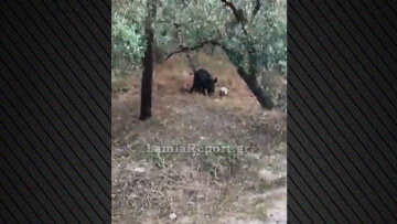 Αγριογούρουνο στη Λαμία «κοντρολάρει» μπάλα που βρήκε σε χωράφι, δείτε βίντεο
