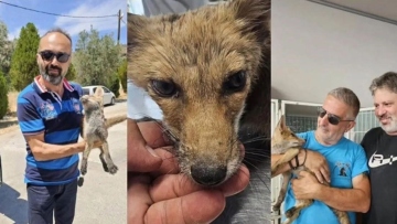 Φιλόζωοι στη Ρόδο έσωσαν αλεπουδάκι που υπέφερε από θερμοπληξία