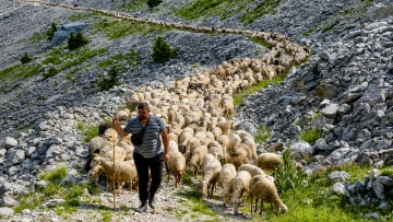 Νομαδική κτηνοτροφία στην Ήπειρο: Η οικογένεια που μετακινεί 1.000 πρόβατα κάθε καλοκαίρι