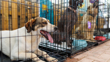 Σε εξέλιξη στον Γέρακα η 27η Ημέρα Υιοθεσίας Pet City για να γνωρίσετε το επόμενο ζωάκι σας