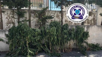Θεσσαλονίκη: Καλλιεργούσε δενδρύλλια κάνναβης σε δωμάτιο σπιτιού και σε εγκαταλελειμμένο ποιμνιοστάσιο, δείτε εικόνες