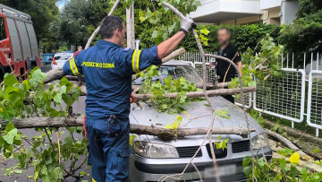 Δέντρο έπεσε πάνω σε αυτοκίνητο στο Μενίδι, δείτε φωτογραφίες
