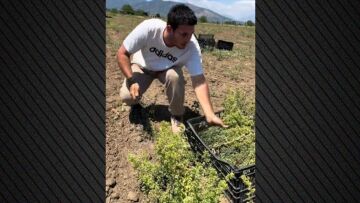 Σε ρόλο αγρότη ο Γιώργος Κακοσαίος, μάζεψε ρίγανη με την οικογένειά του